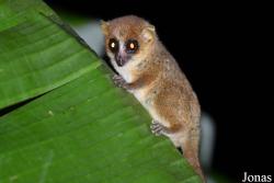 Microcebus mamiratra