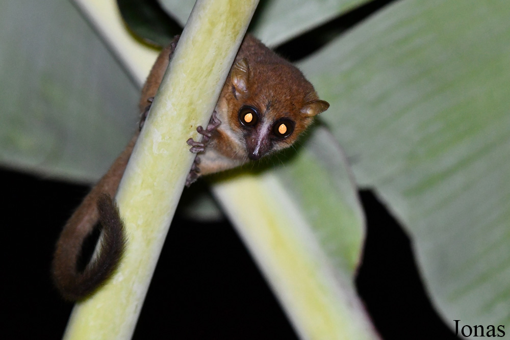 Parc National de Lokobe