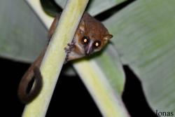 Parc National de Lokobe