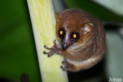 Parc National de Lokobe