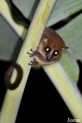 Parc National de Lokobe