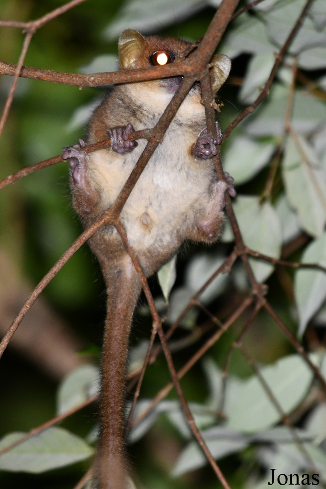 Parc National de Lokobe
