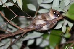 Parc National de Lokobe