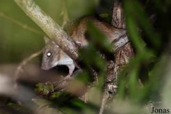 Parc National de Lokobe