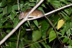 Parc National de Lokobe