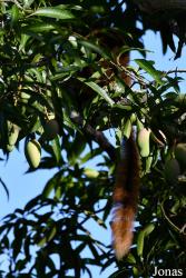 Parc National de Lokobe