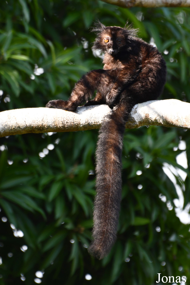 Parc National de Lokobe