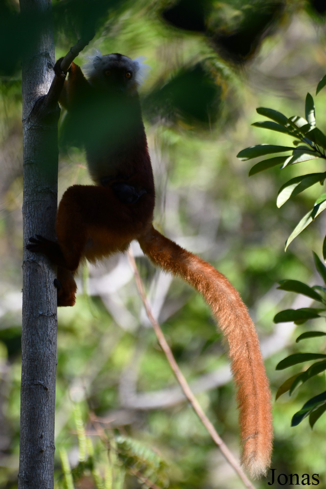 Parc National de Lokobe