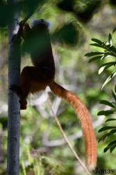 Parc National de Lokobe