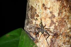 Phalangopsidae