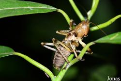 Anostostomatidae