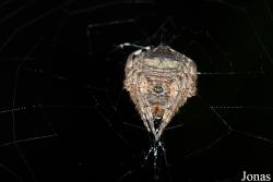 Caerostris sp.
