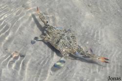 Portunus sp.