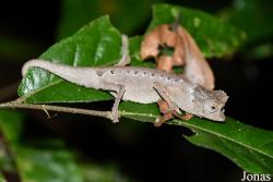 Brookesia stumpffi