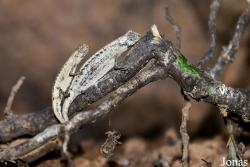 Brookesia minima