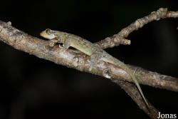 Geckolepis maculata