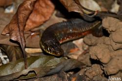 Zonosaurus rufipes