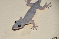 Hemidactylus mercatorius
