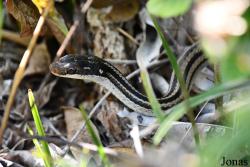 Dromicodryas quadrilineatus