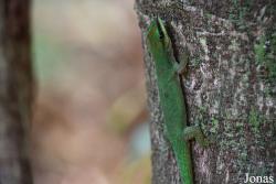 Phelsuma seippi