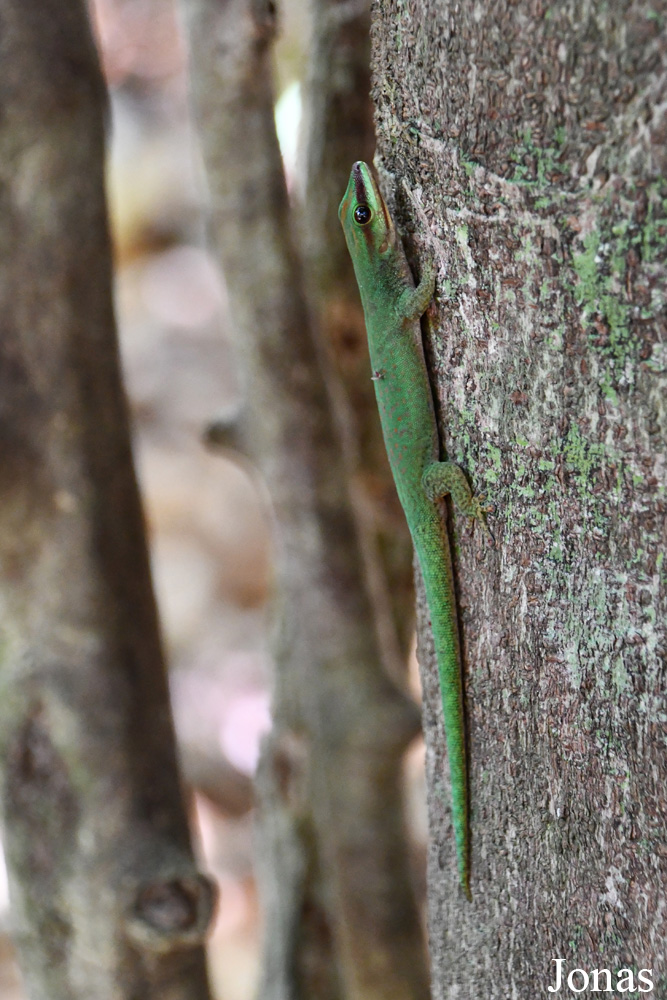 Parc National de Lokobe