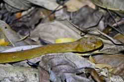 Madagascarophis colubrinus