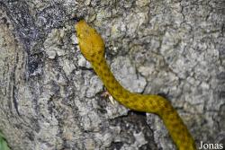 Antranokarany