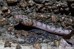 Lycodryas granuliceps