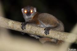 Lepilemur dorsalis