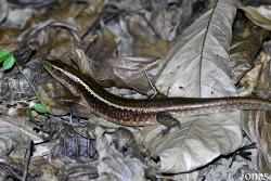 Zonosaurus madagascariensis