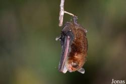 Myotinae