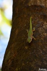 Phelsuma abbotti