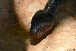 Biby Havantsika