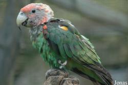Parc Zoologique et Botanique de Mulhouse