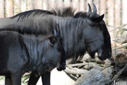 Zoo Landau in der Pfalz