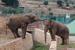 Zoosafari e Fasanolandia