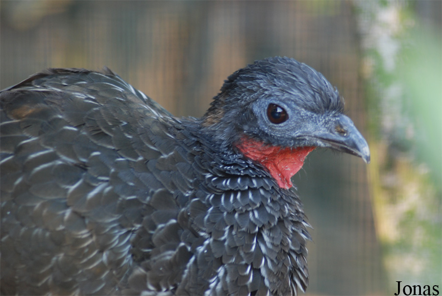 Zoo Antwerpen