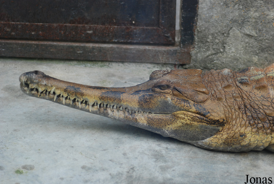 Crocopark Guangzhou