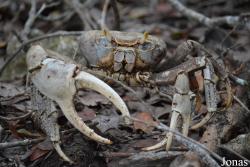 Ocypodidae