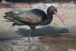 Solinger Vogel- und Tierpark