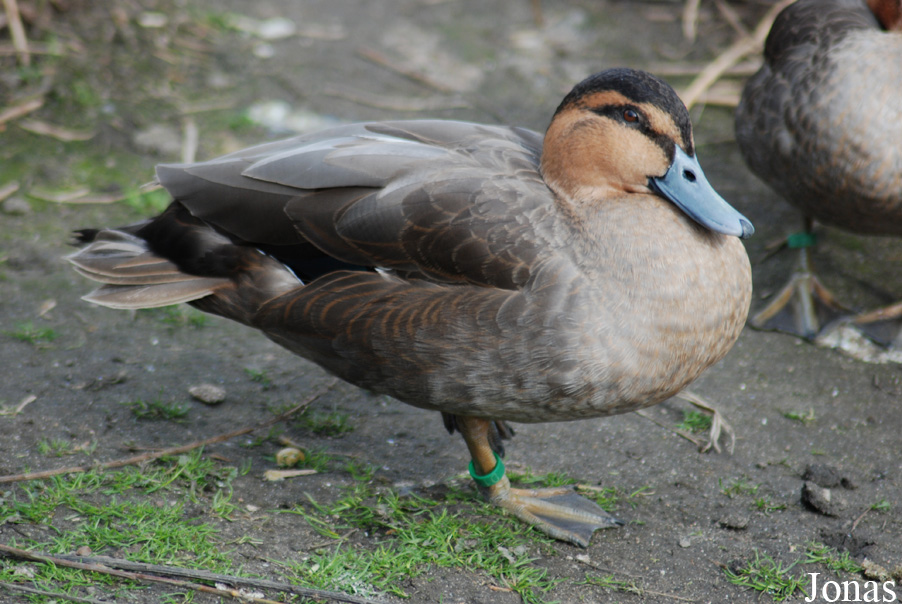 Zoo Köln
