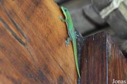 Phelsuma laticauda
