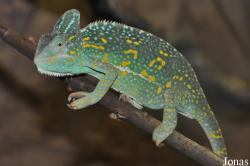 Chamaeleo calyptratus