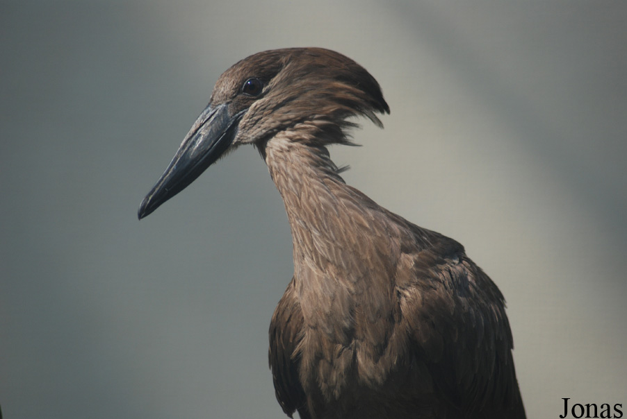 Zoo Dvůr Králové