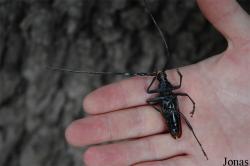 Cerambycidae