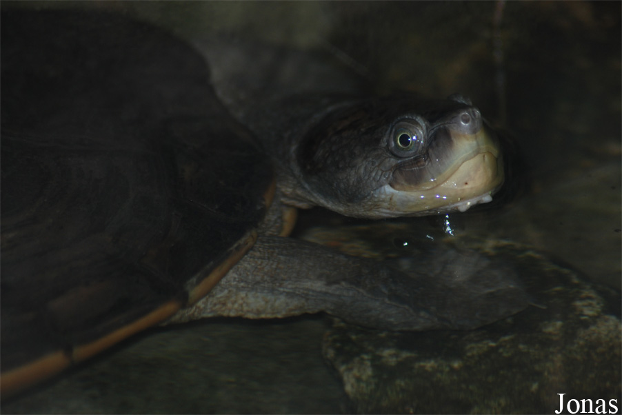 Ogród Zoologiczny w Poznaniu Stare Zoo