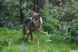 Alpha le Temps du Loup