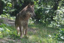 Alpha le Temps du Loup