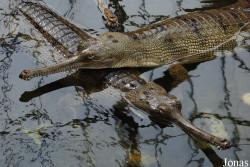 La Ferme aux Crocodiles