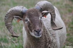 Ovis aries